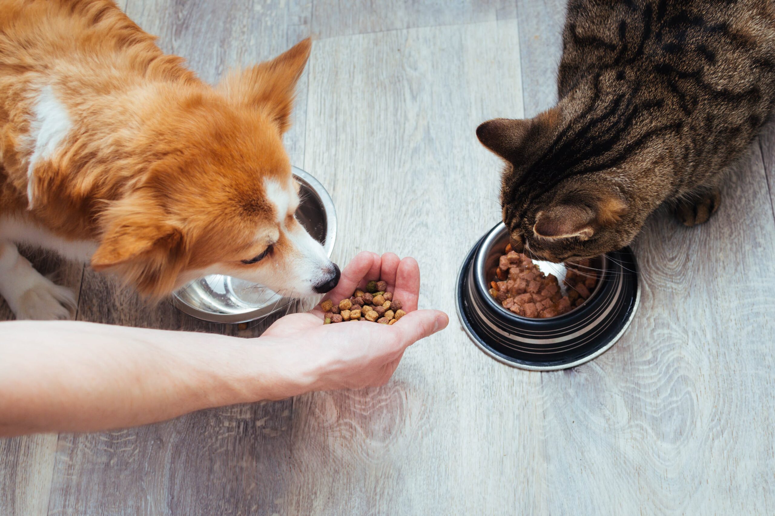 Les Aliments Interdits aux Chiens et aux Chats