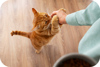 Les problèmes de comportement chez le chat