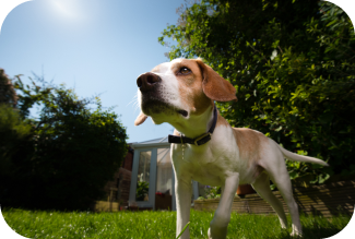 Les bons gestes pour protéger votre chien