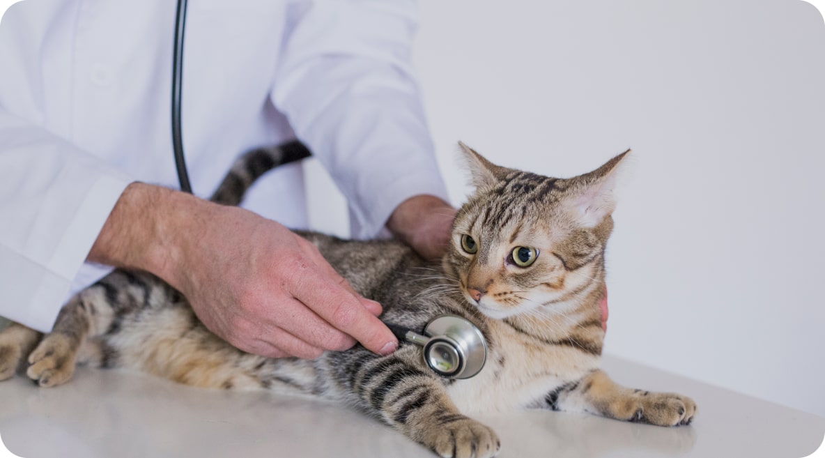 Félins, Stérilisation et castration : avantages et inconvénients