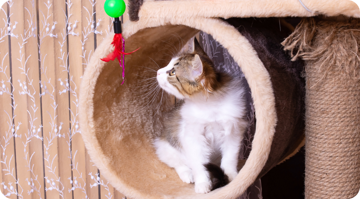 Protéger Son Chat Contre les Puces
