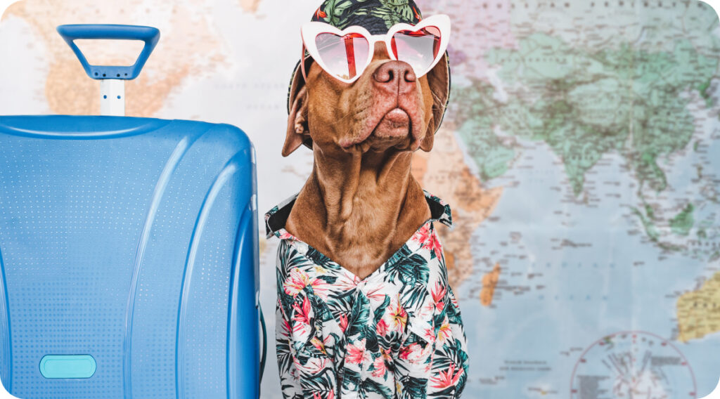 Voyager avec Votre Animal : Le Guide Essentiel