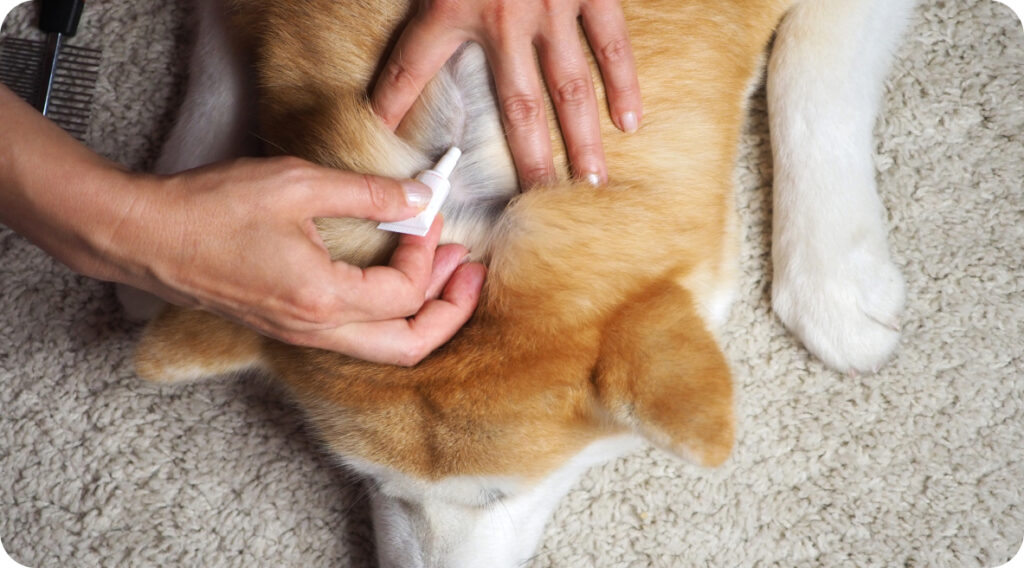 Protéger Son Chien Contre les Puces