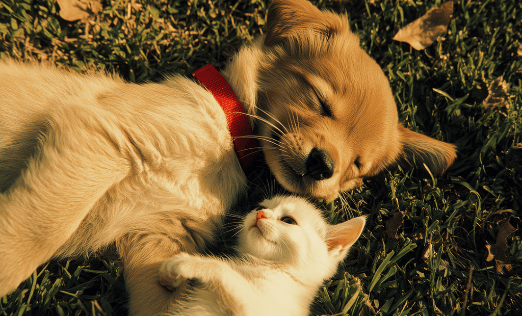 Guide anti-chaleur pour chats et chiens : Protégez votre animal pendant la canicule